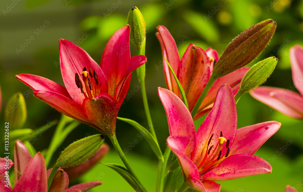 lilies. Red lily flower. lily flower
