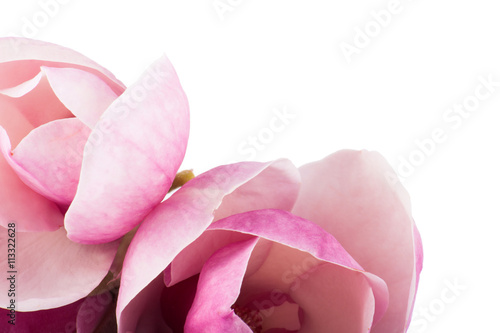 pair pink magnolia