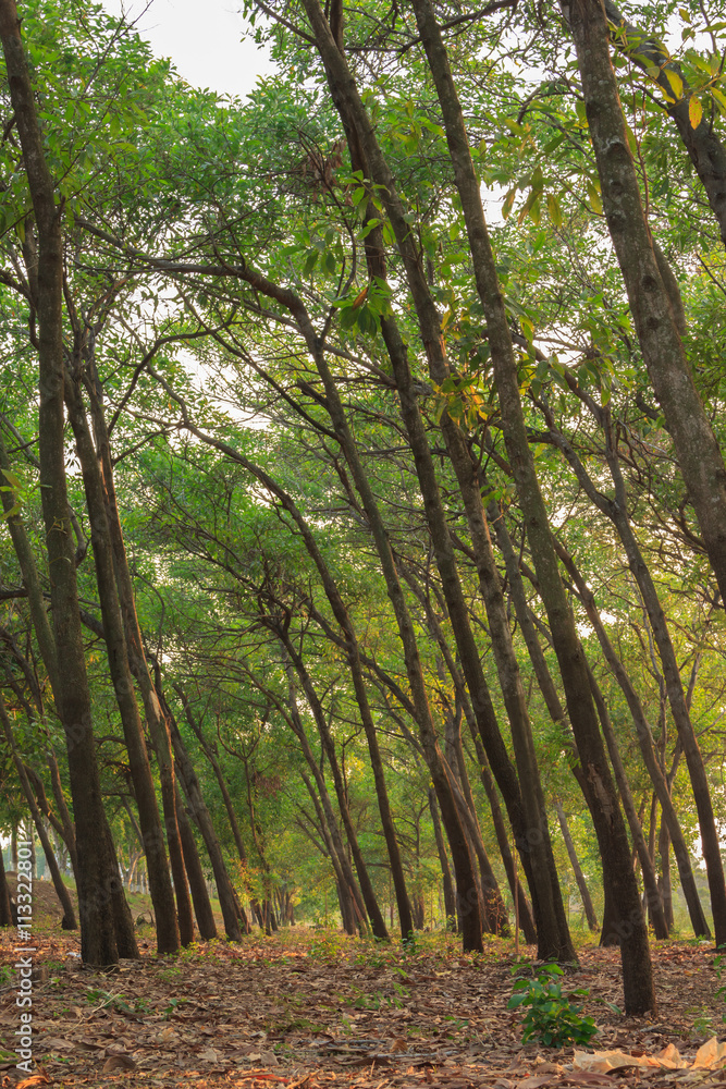 Obraz premium tree forest soft focus soft light