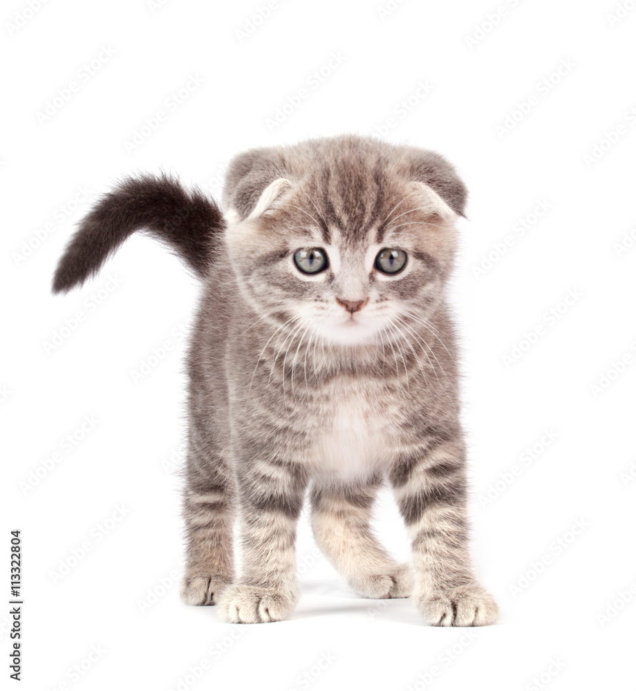 Obraz premium Gray fluffy kitten.