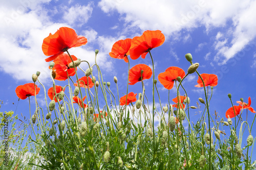 Red poppies on a background of blue sky with white clouds