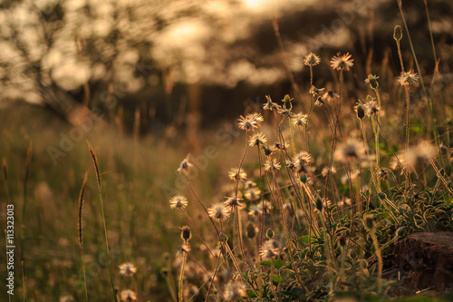 Fototapeta Naklejka Na Ścianę i Meble -  flower grass softlight soft focus sunset vintage