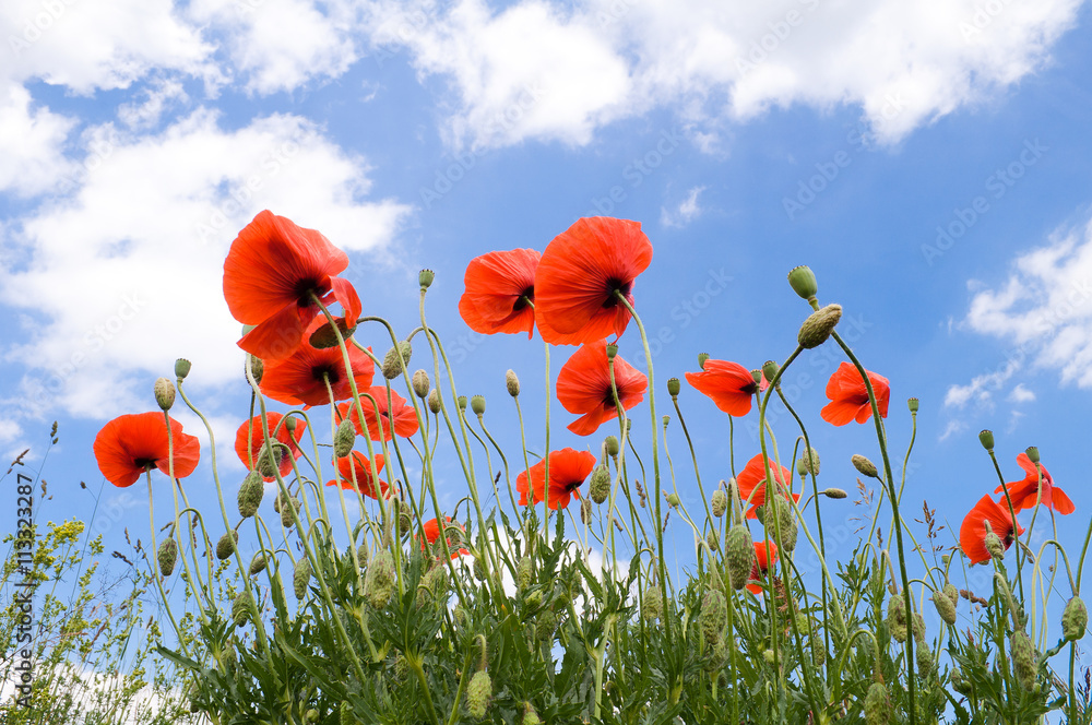 Fototapeta premium Red poppies on a background of blue sky with white clouds