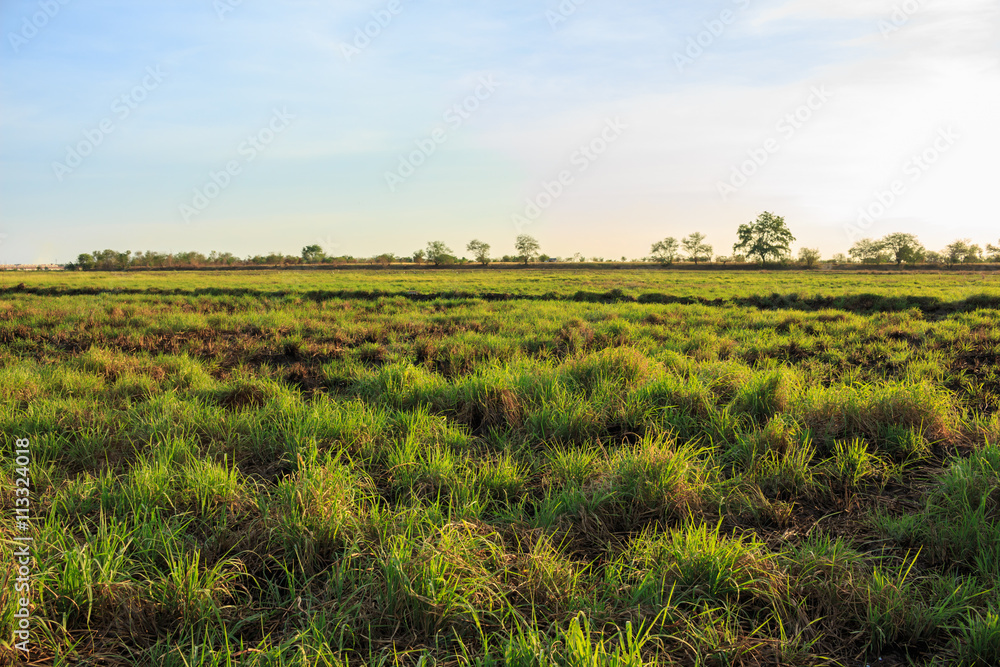 Obraz premium grass sunset sky