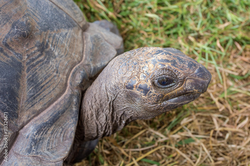 tortue géante des Seychelles 