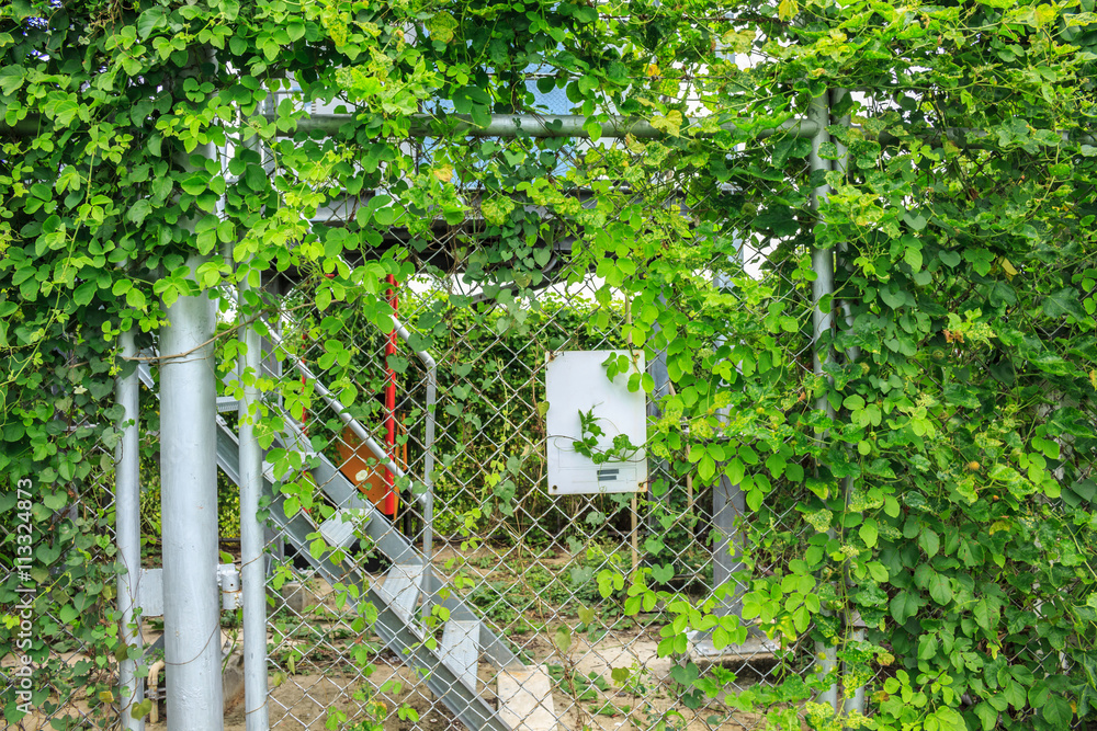 Fototapeta premium vine on fence
