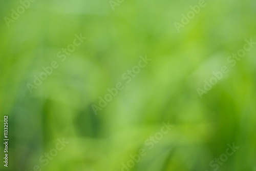 meadow green blur background