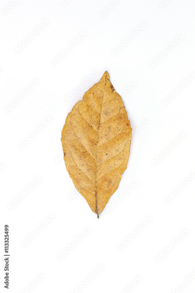 Leaf dry on white background