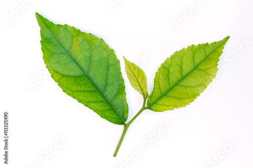 leaf green on white background