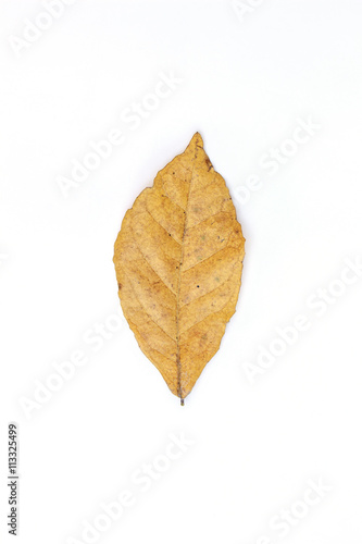 Leaf dry on white background