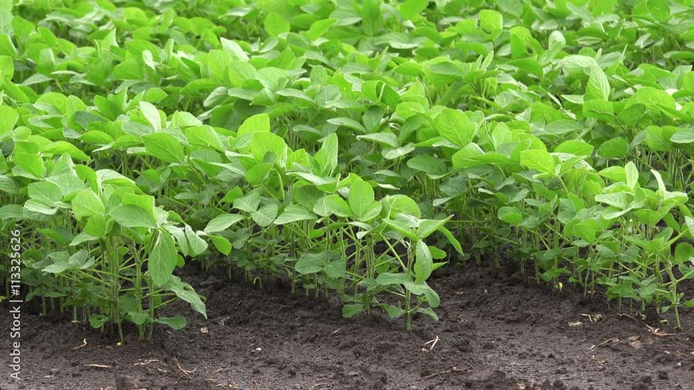 Cultivated soybean field, crops growing in rows Cultivated soybean field, crops growing in rows