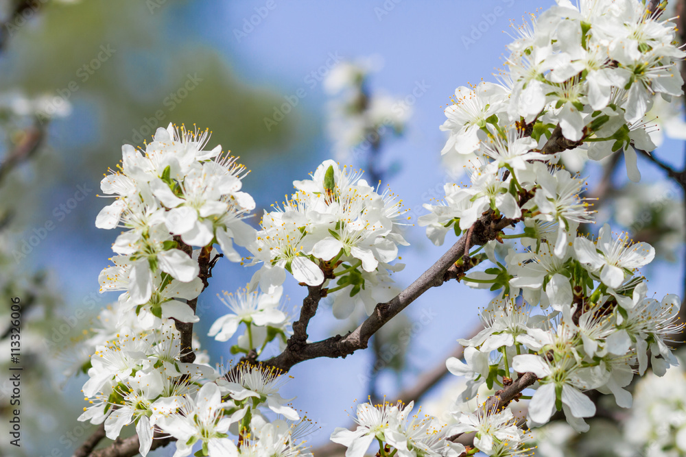 blossoming tree with flowers