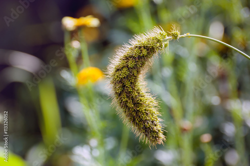 Ripening head of a millet plant heavy from the weight photo