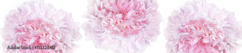  panorama pattern of pale pink peonies luxury fresh © lms_lms