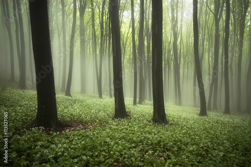 green forest with flowers o...