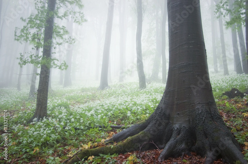 flowers on forest ground in...