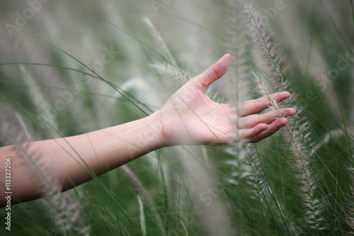 hand touching reeds grass
