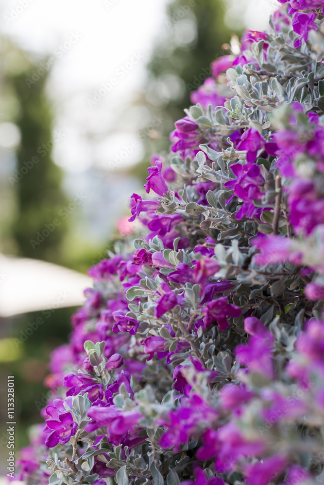 Pink barometer bush, Leucophyllum frutescens, Ash plant flower Stock