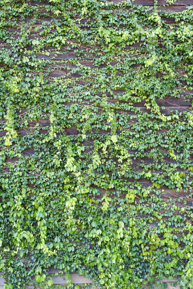 Green wall for background
