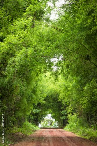 Road to tunnel bamboo trees