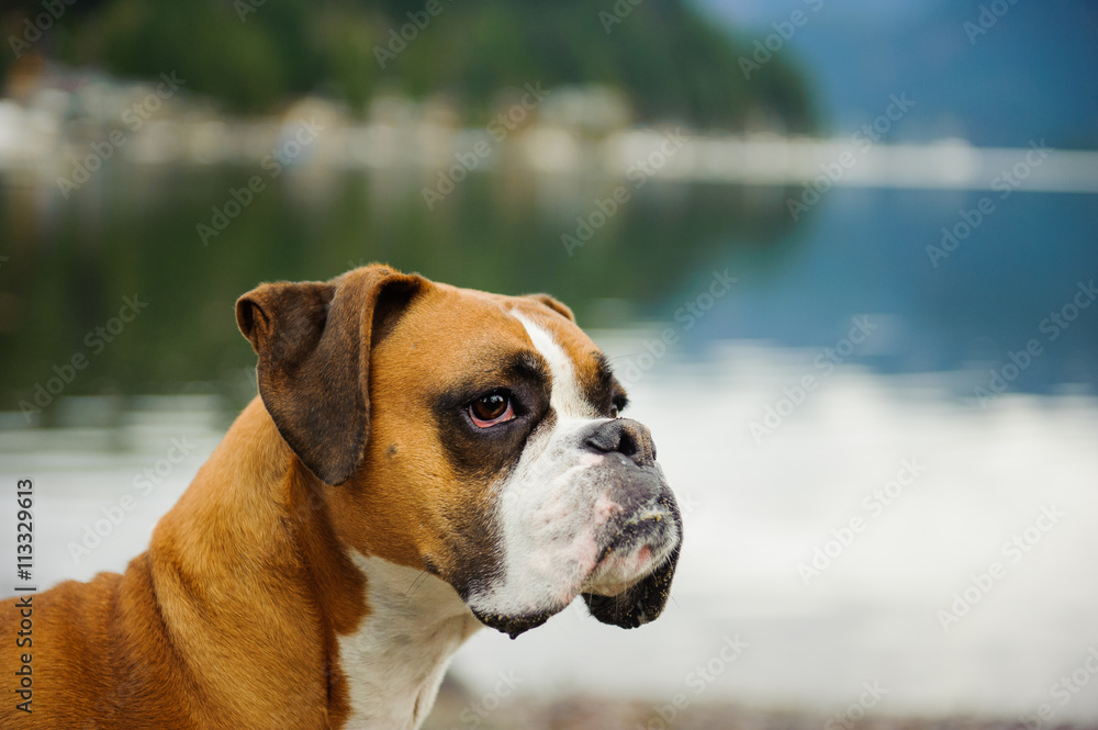 Boxer dog against lake water with reflections