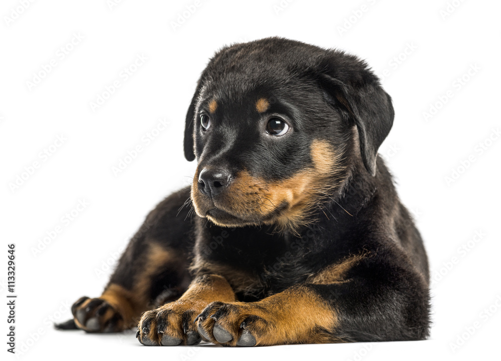Obraz premium Rottweiler puppy isolated on white