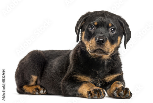 Rottweiler puppy isolated on white