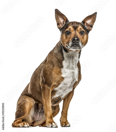 Crossbreed dog isolated on white © Eric Isselée