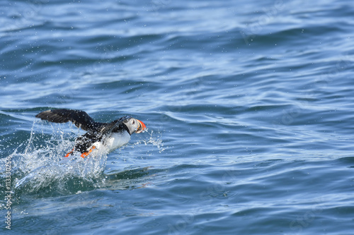 Atlantic puffin flying over the sea photo