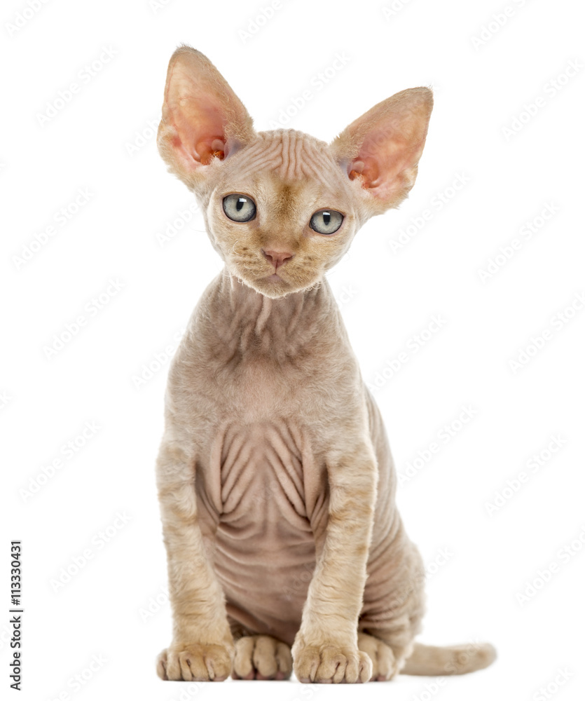 Devon Rex kitten isolated on white Devon Rex kitten isolated on white