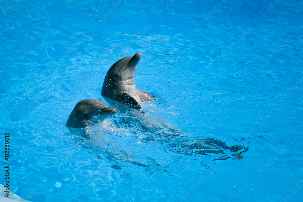 Fototapeta premium Clear water with cute dolphins