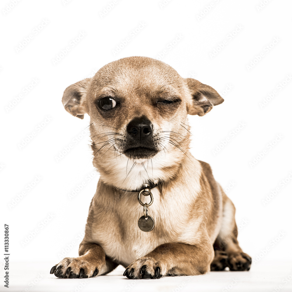 Chihuahua lying down with one eye closed, isolated on white Chihuahua lying down with one eye closed, isolated on white