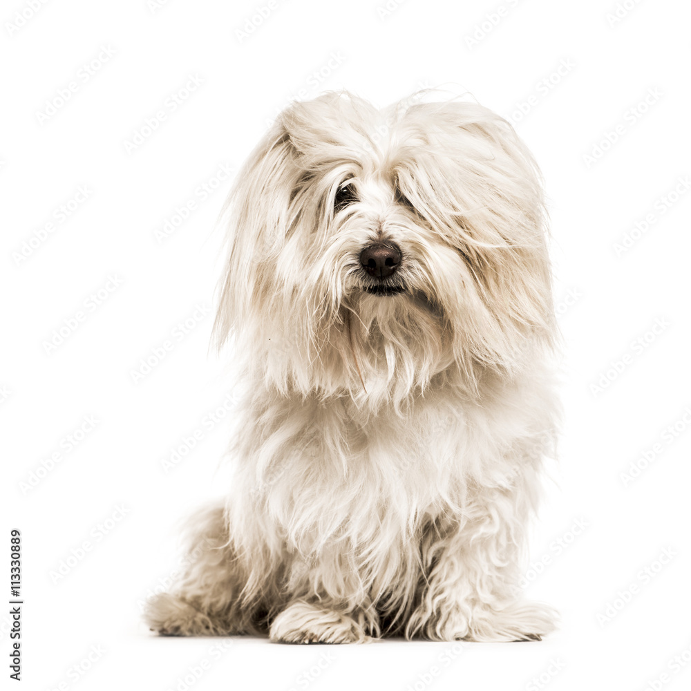Coton de Tulear looking at the camera, isolated on white