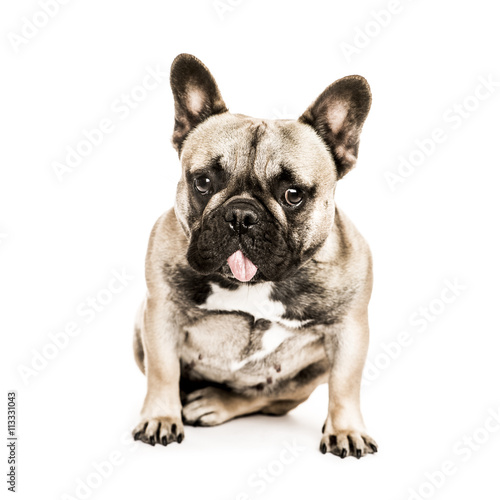 French Bulldog looking at the camera  isolated on white