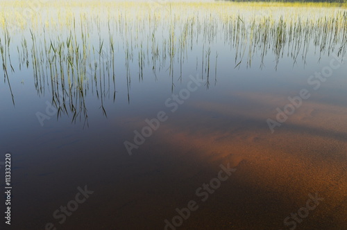 Shoreline of the lake in spring a young cane thickets