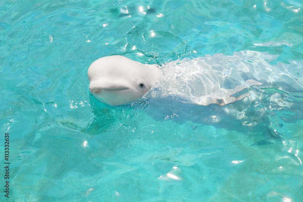 ゆったり泳ぐ白イルカ Stock Photo Adobe Stock