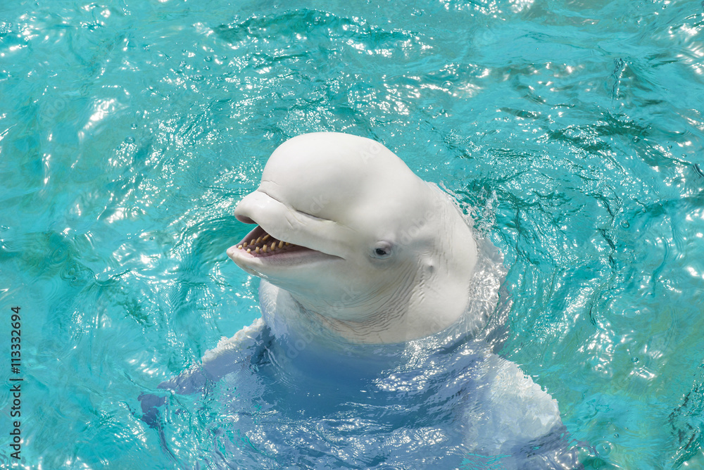 31 Best 白イルカ Images Stock Photos Vectors Adobe Stock 31 Best 白イルカ Images Stock Photos Vectors Adobe Stock