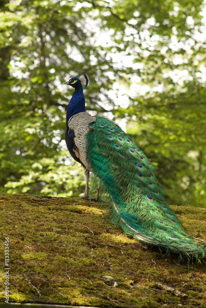 Obraz premium peacock on a roof covered with moss