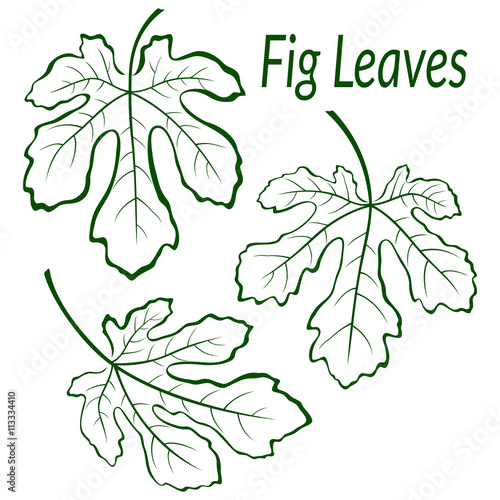 Fig Tree Green Leaves Set, Outline Contour Pictograms Isolated on White Background. Vector