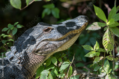 Alligator Staring, Big Cypress National Preserve, Florida