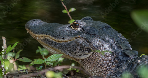 Alligator Resting, Big Cypress National Preserve, Florida