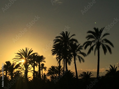 Sunset in Elche  Spain