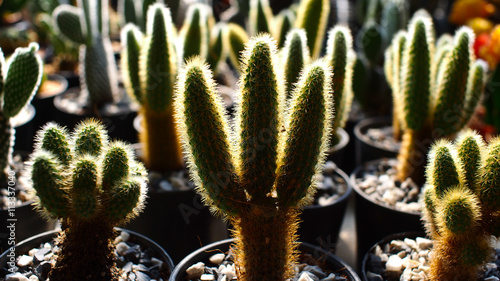 Cactus behind The Sunlight