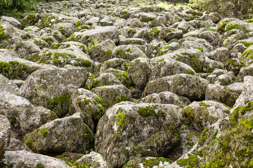 Stones with moss in jungle / forest