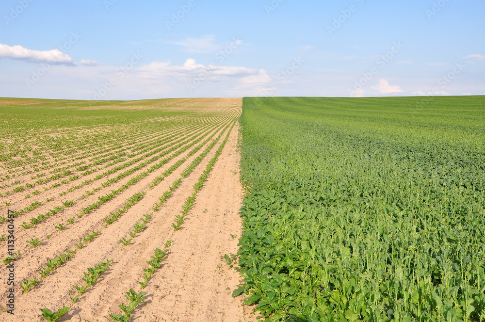 Agricultural field divided in half with the sowing of fodder pla