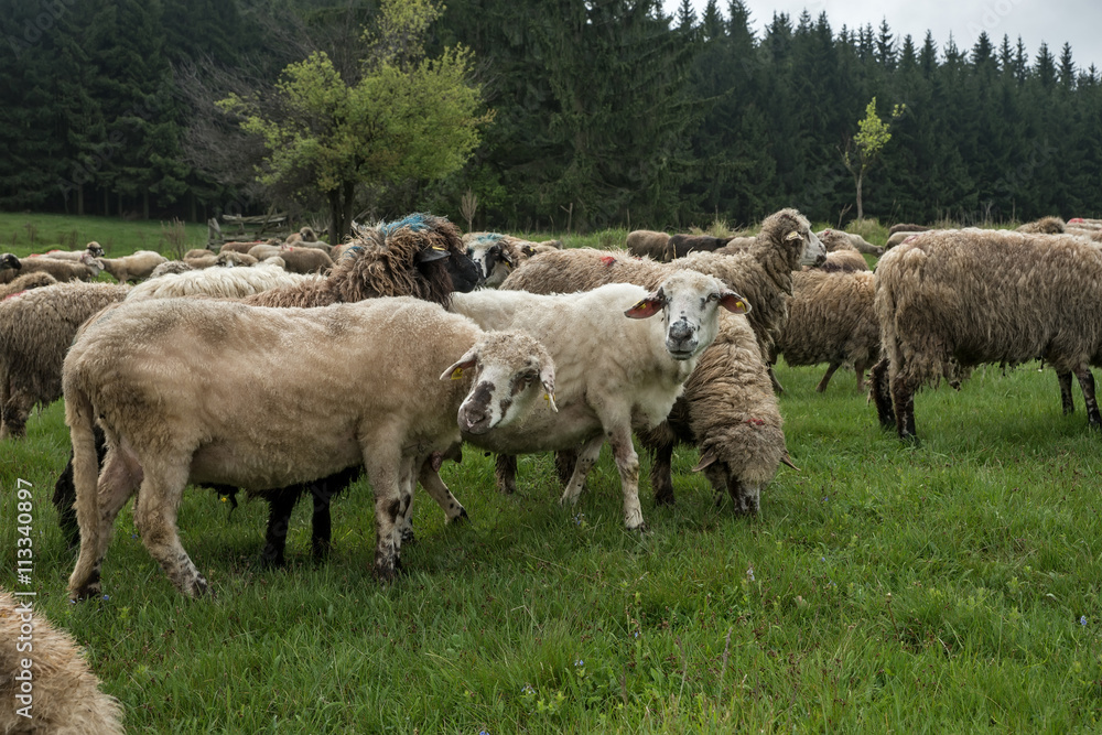 Fototapeta premium Hairy sheep on a green meadow 39
