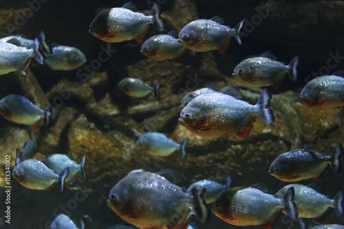 Piranhas fish flock, red bellied pacu, diving, tropical underwater predator hunting, Pygocentrus Nattereri, reef and rocks on background, wildlife 