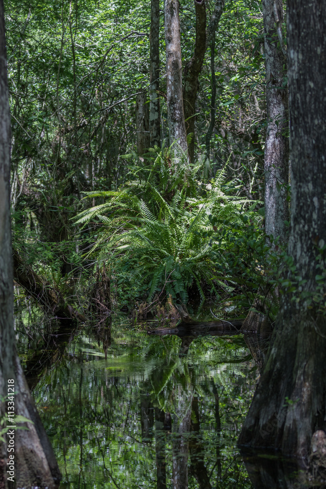Fern, Cypress Roots, Swamp, Big Cypress National Preserve, Flori Fern, Cypress Roots, Swamp, Big Cypress National Preserve, Flori