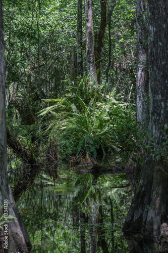 Fern, Cypress Roots, Swamp, Big Cypress National Preserve, Flori © Dimitris Timpilis