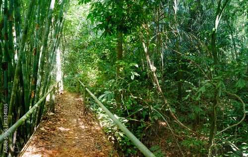 Walking trail in Thai tropical forest, Khao Sok National Park, Surat Thani Province, Thailand. Soft Focus.